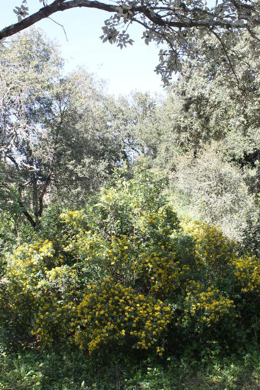 A L'Est D'Uzes Villa Saint-Siffret Dış mekan fotoğraf